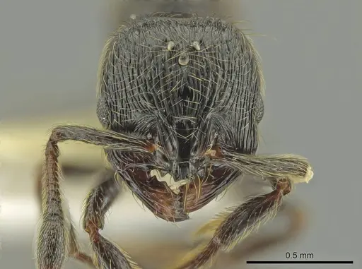 Adelomyrmex dorae - CASENT0637762