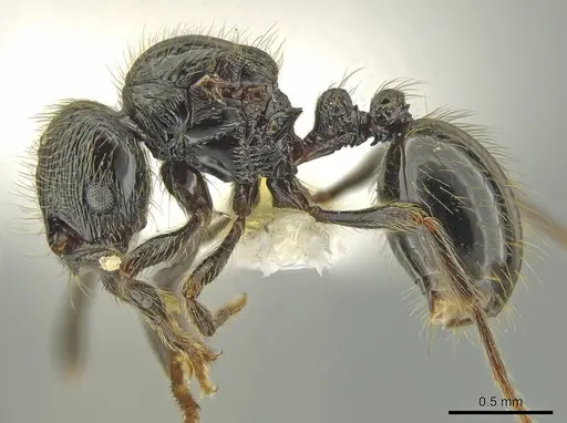 Adelomyrmex dorae - CASENT0637762