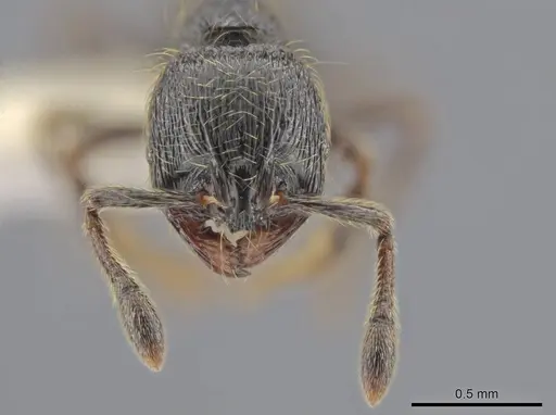Adelomyrmex dorae - CASENT0640883