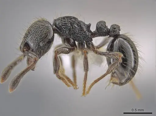 Adelomyrmex dorae - CASENT0640883