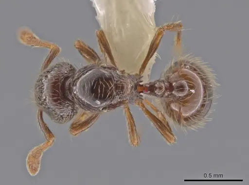 Adelomyrmex foveolatus specimen