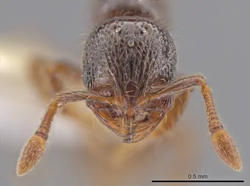 Adelomyrmex foveolatus specimen