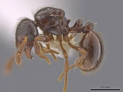 Adelomyrmex foveolatus specimen
