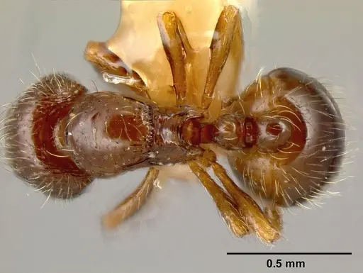 Adelomyrmex foveolatus - INBIOCRI001237378