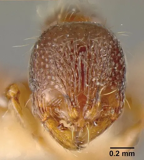 Adelomyrmex foveolatus - INBIOCRI001237378
