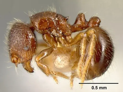 Adelomyrmex foveolatus - INBIOCRI001237378