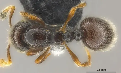 Adelomyrmex hirsutus specimen