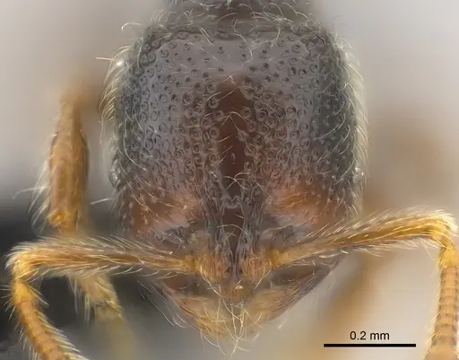 Adelomyrmex hirsutus specimen