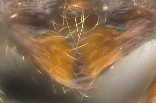 Adelomyrmex hirsutus specimen