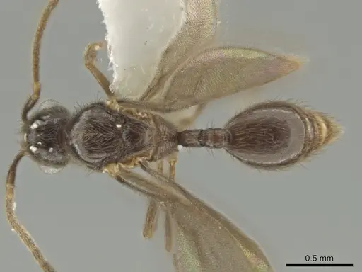 Adelomyrmex laevigatus specimen