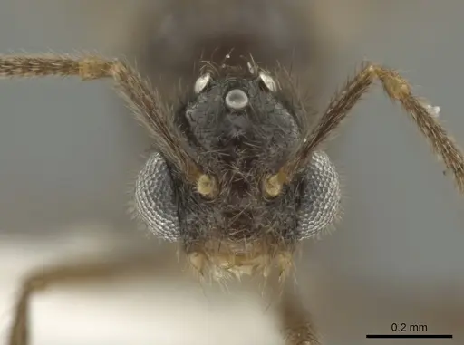 Adelomyrmex laevigatus specimen