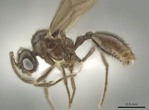 Adelomyrmex laevigatus specimen