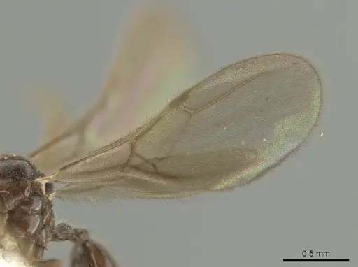 Adelomyrmex laevigatus - BIOUG01262-D12