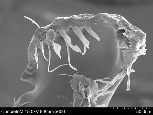 Adelomyrmex laevigatus - CASENT0631981