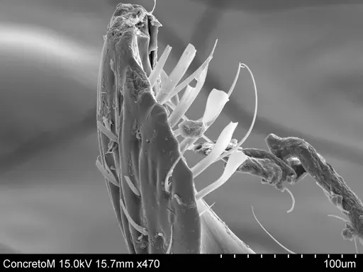 Adelomyrmex laevigatus - CASENT0631981