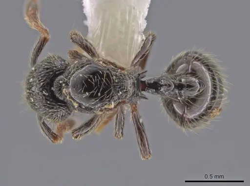 Adelomyrmex laevigatus - CASENT0637333