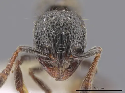 Adelomyrmex laevigatus - CASENT0637333