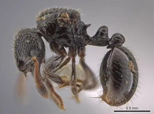 Adelomyrmex laevigatus - CASENT0637333