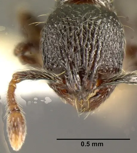 Adelomyrmex laevigatus - INBIOCRI001279868