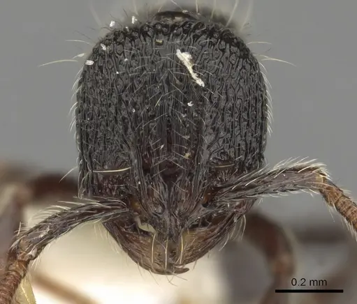 Adelomyrmex laevigatus - INBIOCRI001279890