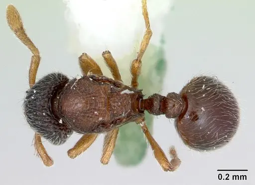 Adelomyrmex longinoi specimen