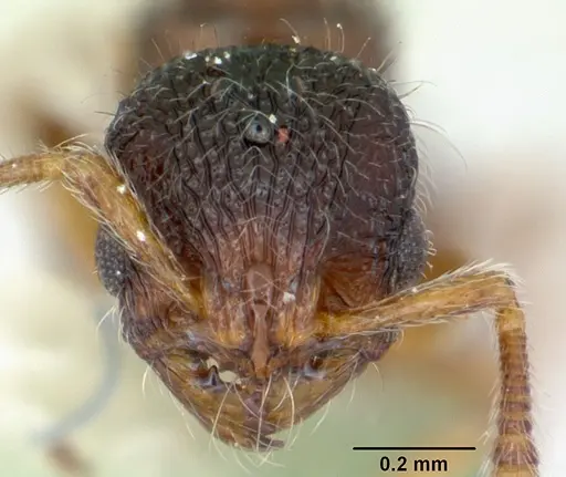 Adelomyrmex longinoi specimen