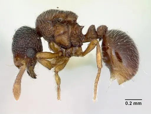 Adelomyrmex longinoi specimen
