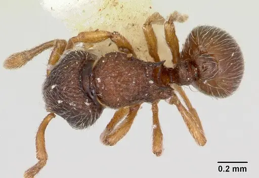 Adelomyrmex longinoi - CASENT0173240