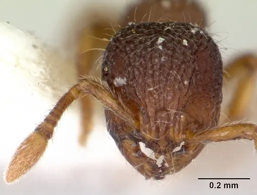 Adelomyrmex longinoi - CASENT0173240