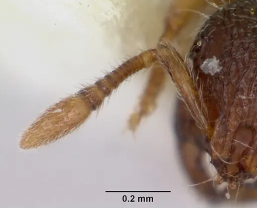 Adelomyrmex longinoi - CASENT0173240