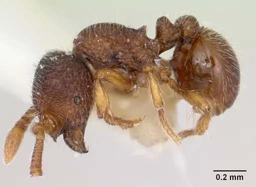 Adelomyrmex longinoi - CASENT0173240