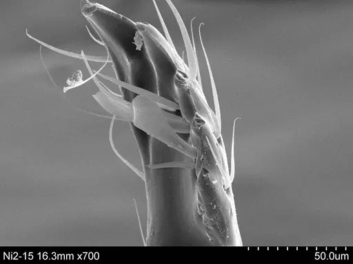 Adelomyrmex longinoi - CASENT0631965