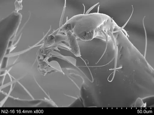 Adelomyrmex longinoi - CASENT0631965