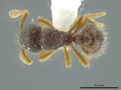 Adelomyrmex longinoi - INB0003699892
