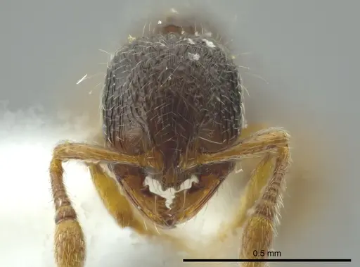 Adelomyrmex longinoi - INB0003699892