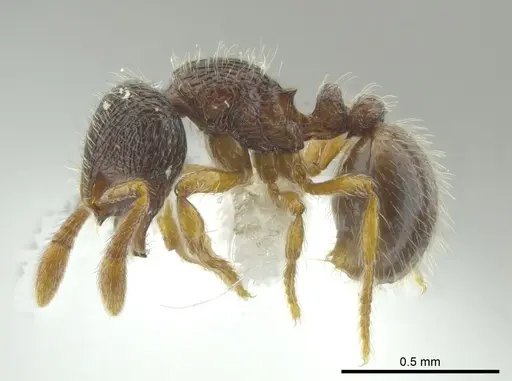 Adelomyrmex longinoi - INB0003699892