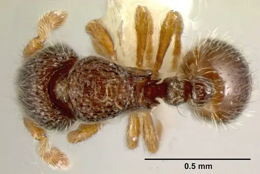 Adelomyrmex longinoi - INBIOCRI001279879