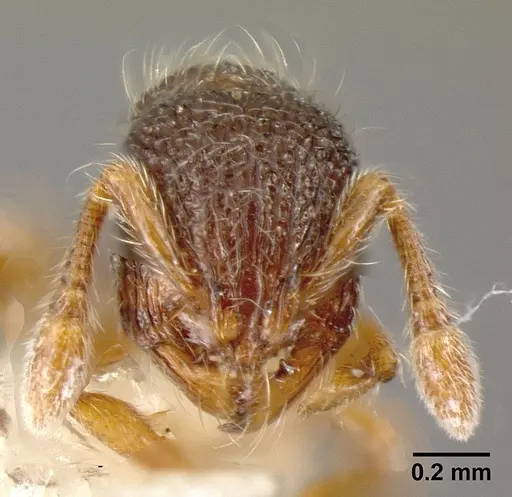 Adelomyrmex longinoi - INBIOCRI001279879