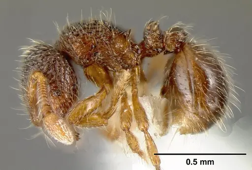 Adelomyrmex longinoi - INBIOCRI001279879