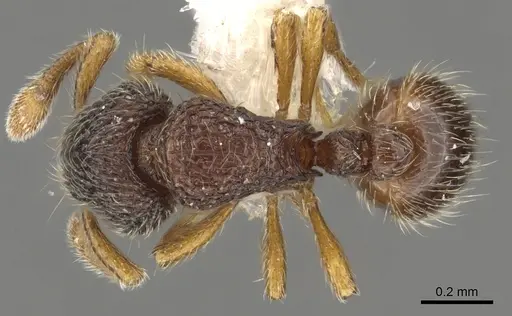 Adelomyrmex longinoi - INBIOCRI001281612