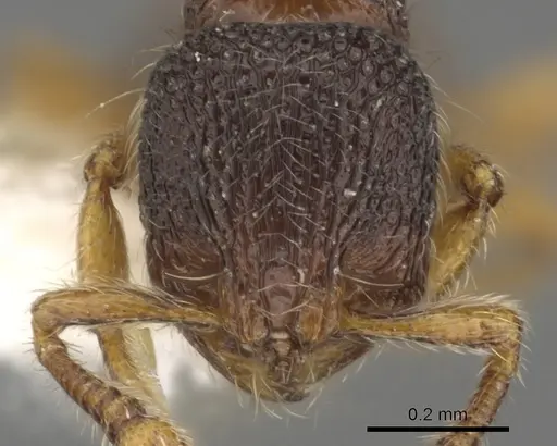 Adelomyrmex longinoi - INBIOCRI001281612