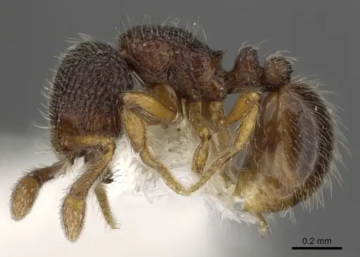 Adelomyrmex longinoi - INBIOCRI001281612