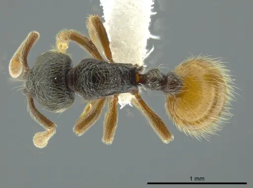 Adelomyrmex mackayi specimen