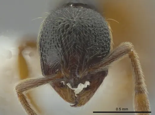 Adelomyrmex mackayi specimen