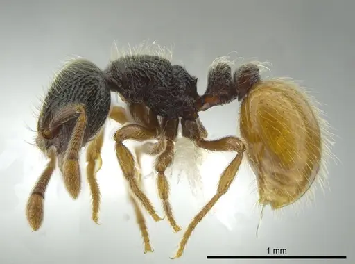 Adelomyrmex mackayi specimen