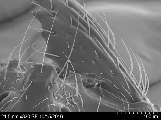 Adelomyrmex mackayi - CASENT0631967