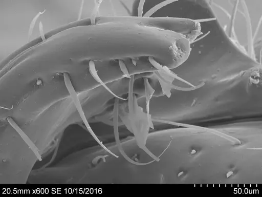 Adelomyrmex mackayi - CASENT0631967