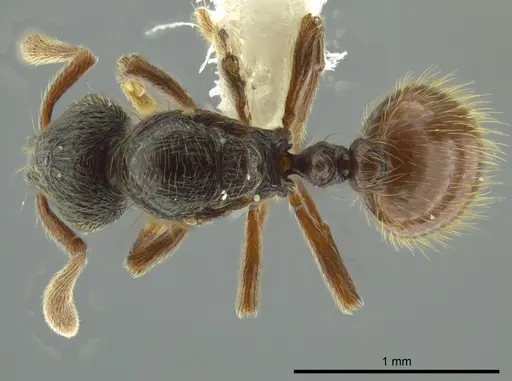 Adelomyrmex mackayi - JTLC000014317