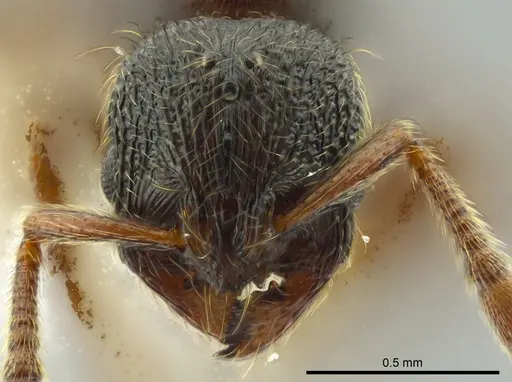 Adelomyrmex mackayi - JTLC000014317
