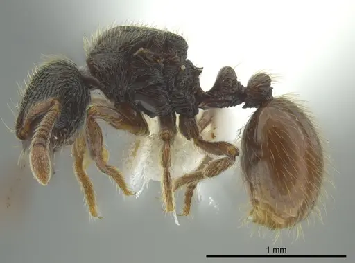 Adelomyrmex mackayi - JTLC000014317